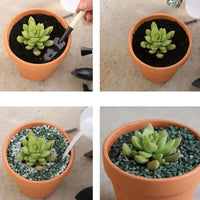 Ceramic flower pots for succulent growth