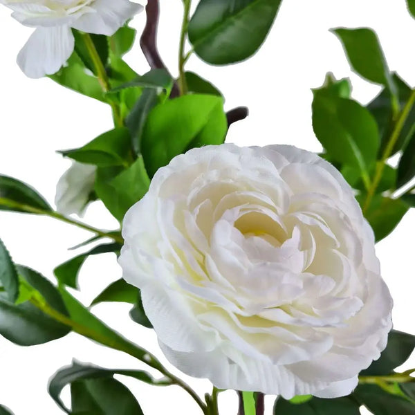 White rose flower isolated on white background - artificial flowering camellia tree, white 180cm