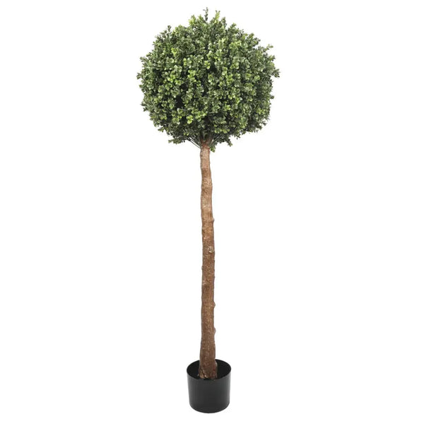 Single ball topiary tree 150cm in pot on white background, perfect addition